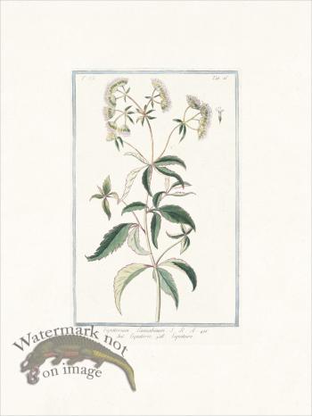 Bonelli 686 Hemp agrimony